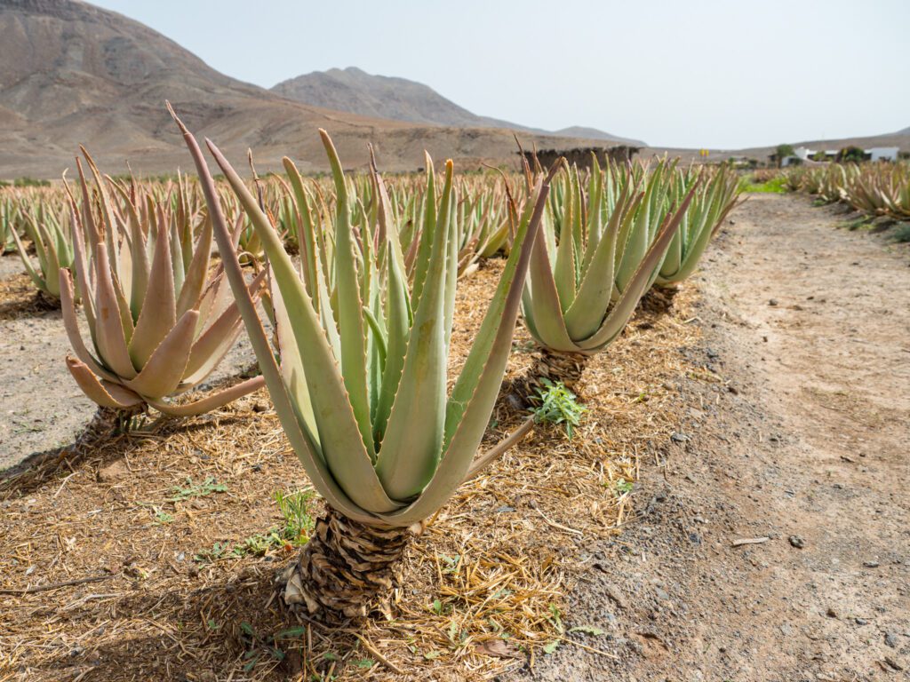 Fuerteventura uprawia się aloes, farma