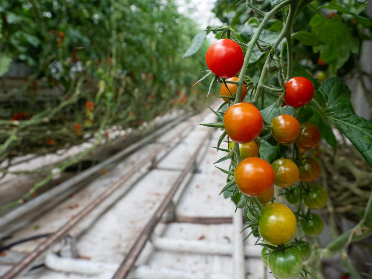 tomato, pomidory