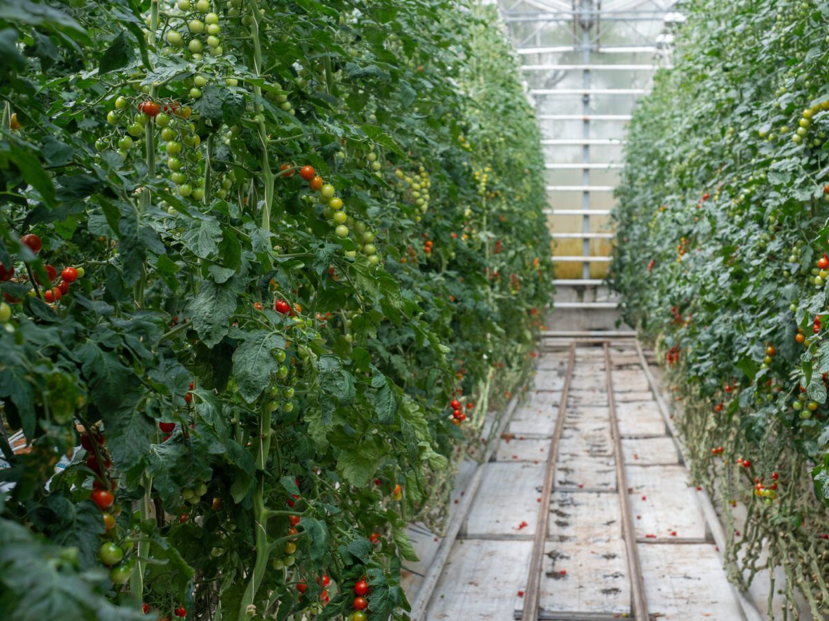 greenhouse